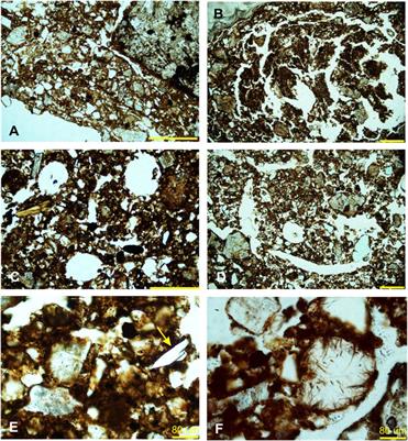 Use of micro-analysis to augment the macro-archaeological investigation of an elevated Holocene shell midden, Dampier Archipelago, NW Australia